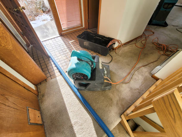 Best Water damage cleanup near me  in Martin, TN