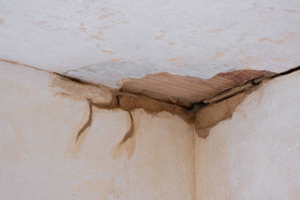 Best Professional water damage repair  in Martin, TN